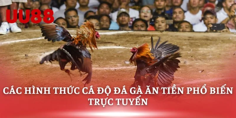 Các hình thức cá độ đá gà ăn tiền phổ biến trực tuyến
