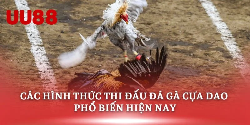 Các hình thức thi đấu đá gà cựa dao phổ biến hiện nay