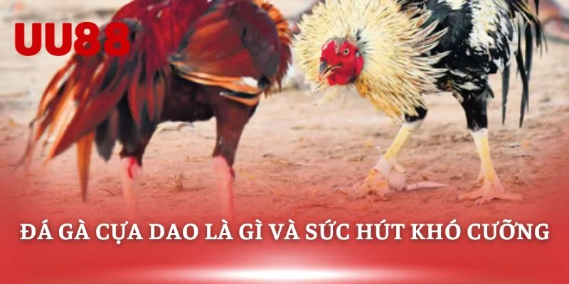 Đá gà cựa dao là gì và sức hút khó cưỡng