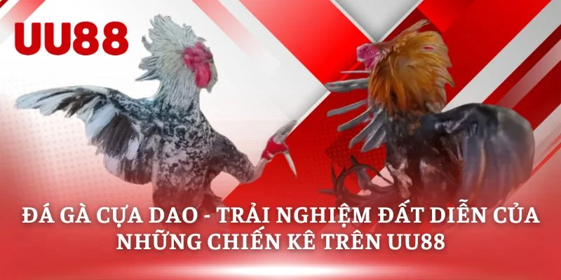 Đá Gà Cựa Dao - Trải Nghiệm Đất Diễn Của Những Chiến Kê Trên UU88